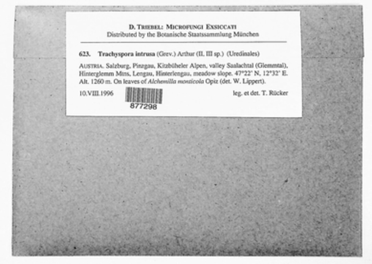 Trachyspora alchemillae image